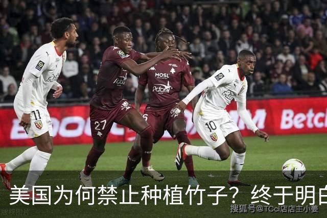 美国为何禁止种植竹子？终于明白，原来竹子比我们想象的更可怕